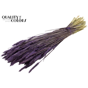 Triticum per bunch Purple