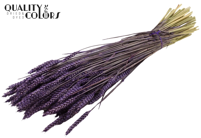 Triticum per bunch Purple