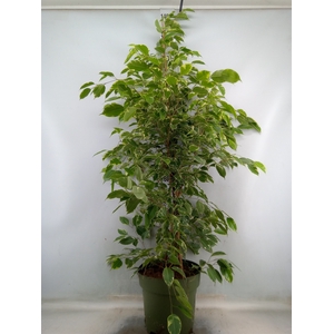Ficus benja. 'Golden King'