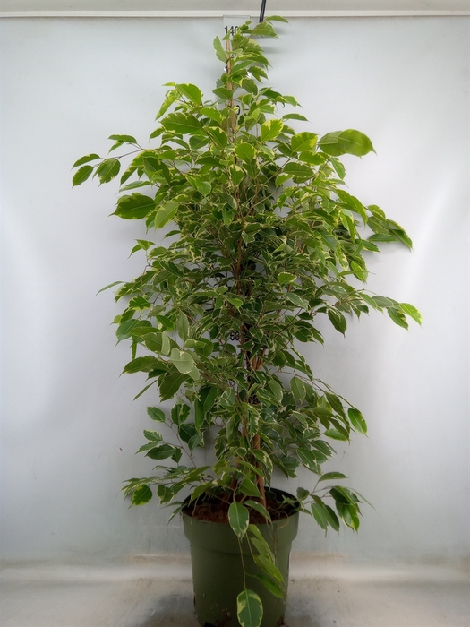 <h4>Ficus benja. 'Golden King'</h4>