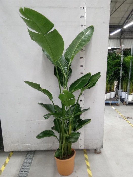 <h4>Strelitzia nicolai</h4>