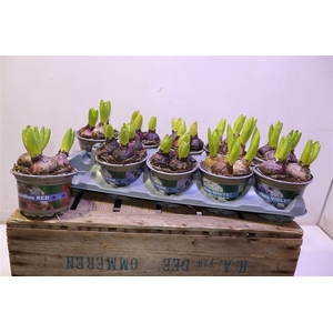 arr8 Hyacin Gem 4 Kl