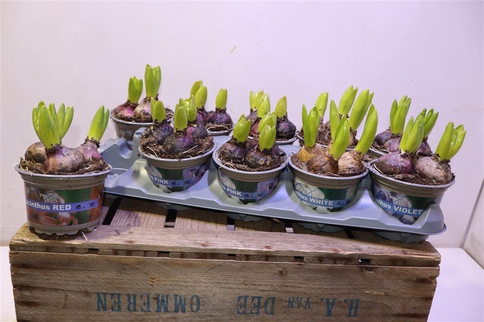 <h4>arr8 Hyacin Gem 4 Kl</h4>