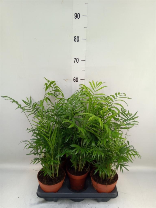 <h4>Chamaedorea elegans</h4>
