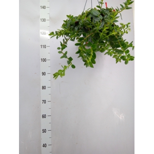 Columnea  'Krakatau'