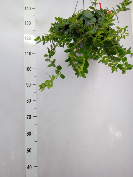 <h4>Columnea  'Krakatau'</h4>