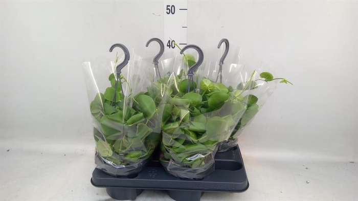 <h4>Dischidia platyphylla</h4>