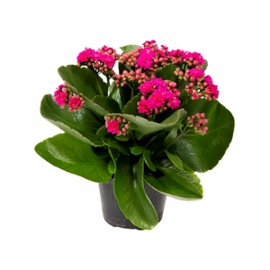 KALANCHOE DOBRADO P11 ROSA