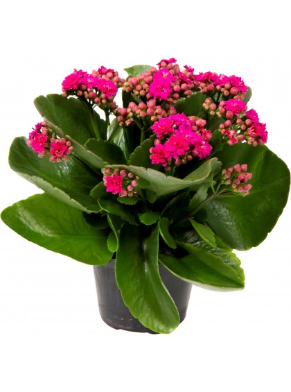 <h4>KALANCHOE DOBRADO P11 ROSA</h4>