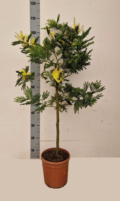 <h4>ACACIA PARADOXA</h4>