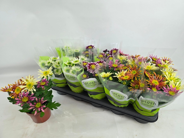 <h4>CHRYS SPLASH GEM</h4>