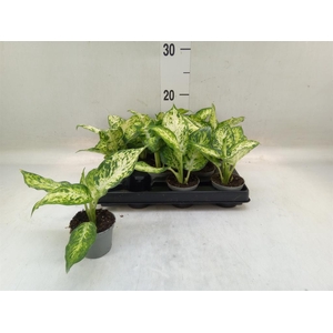 Dieffenbachia  'Amy'