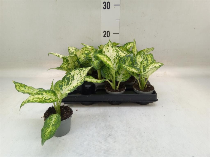 <h4>Dieffenbachia  'Amy'</h4>