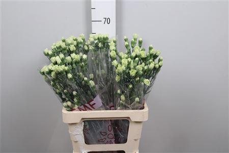 <h4>Di Tr Rascal Green</h4>