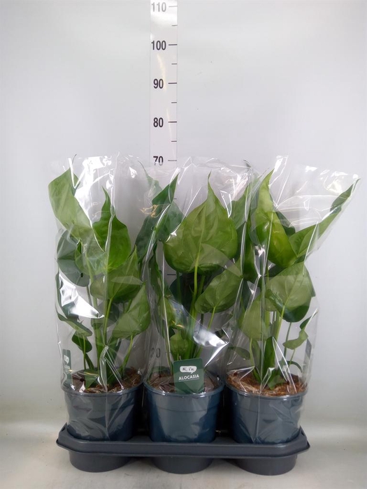 <h4>Alocasia cucullata</h4>