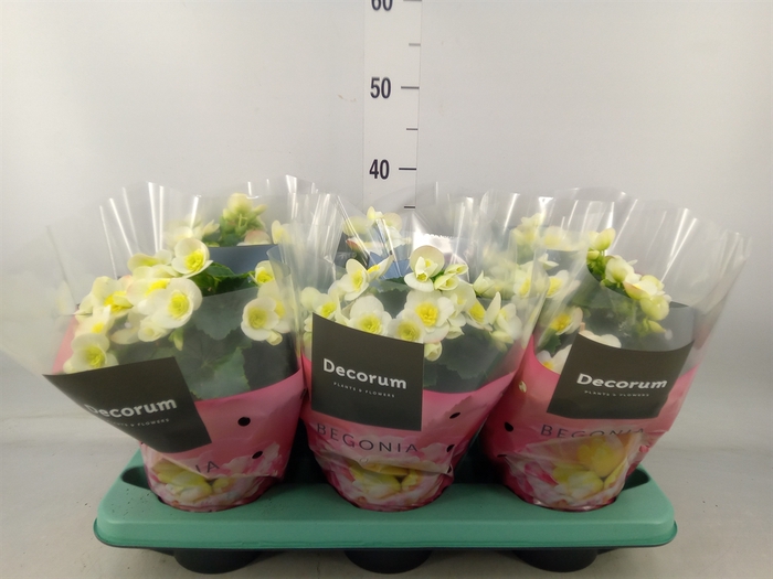 <h4>Begonia elat. HL 'Valentino White'</h4>