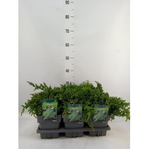 Juniperus procumbens 'Nana'