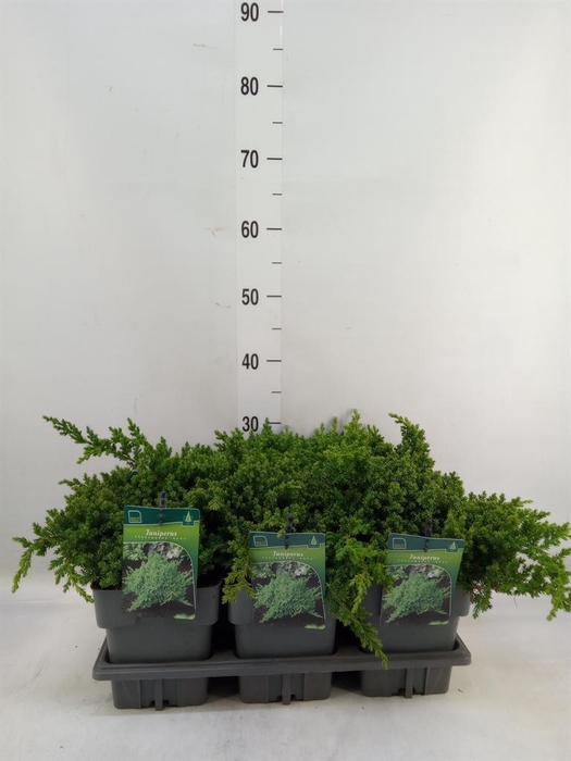 <h4>Juniperus procumbens 'Nana'</h4>