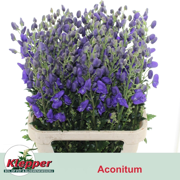<h4>Aconi Car Arendsii</h4>