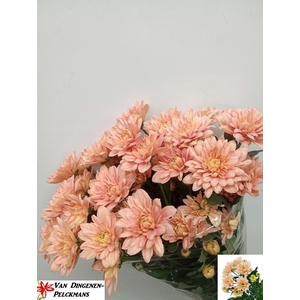 Chrys sp baltica salmon