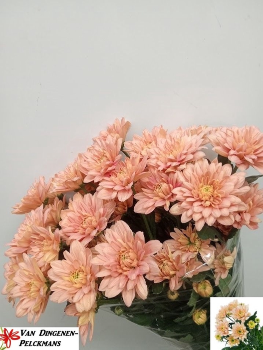 <h4>Chrys sp baltica salmon</h4>