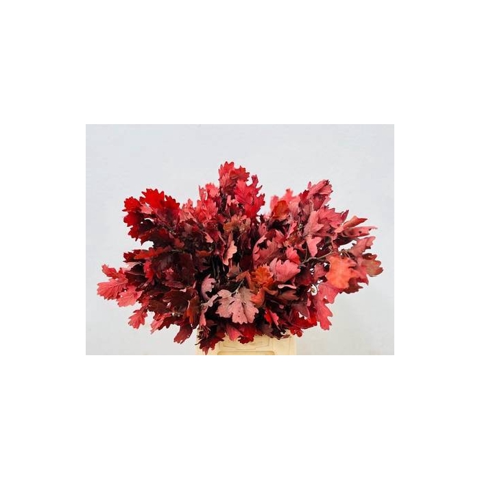 <h4>Quercus Preserved Red (oak,eik)</h4>