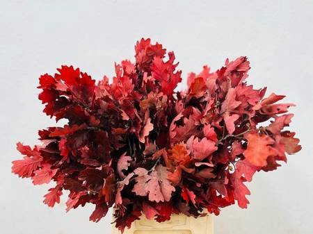 Quercus Preserved Red (oak,eik)