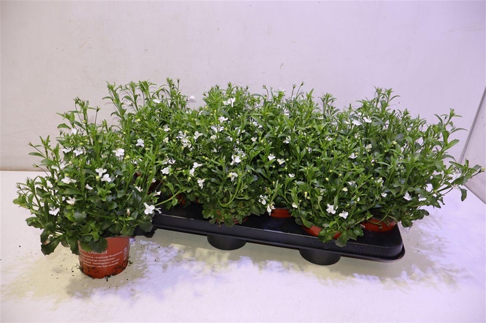 <h4>Lobe Cu Bas White</h4>