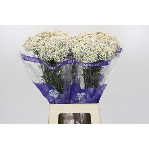 OZOTH COOKS SNOW WHI