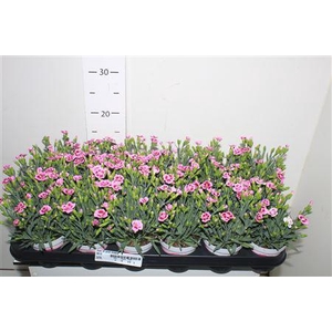 ** Dian Di Pink Kisses * Spring Deal *