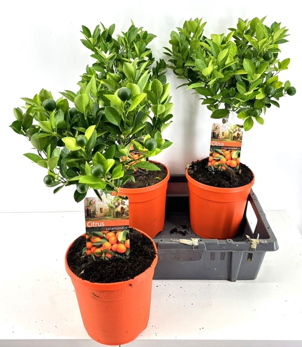 <h4>CITR MICROCARPA</h4>