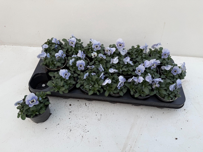 <h4>VIO CO SORBET GEM</h4>