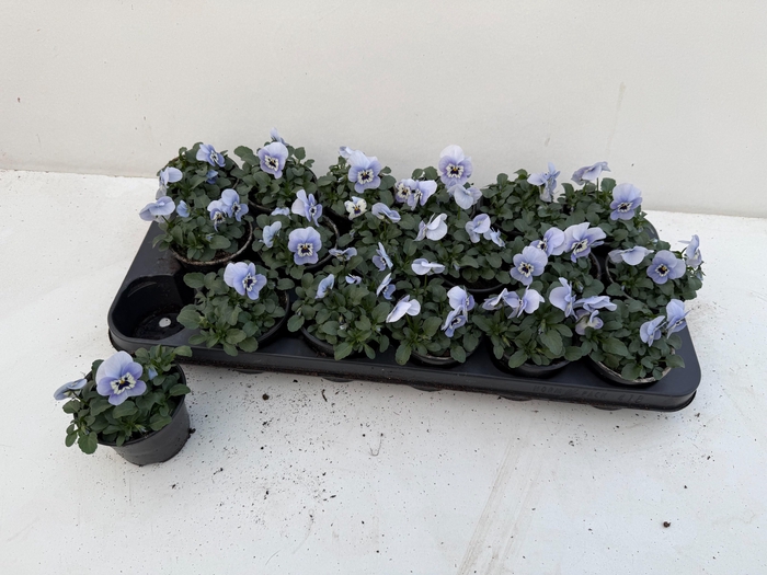 <h4>VIO CO SORBET GEM</h4>