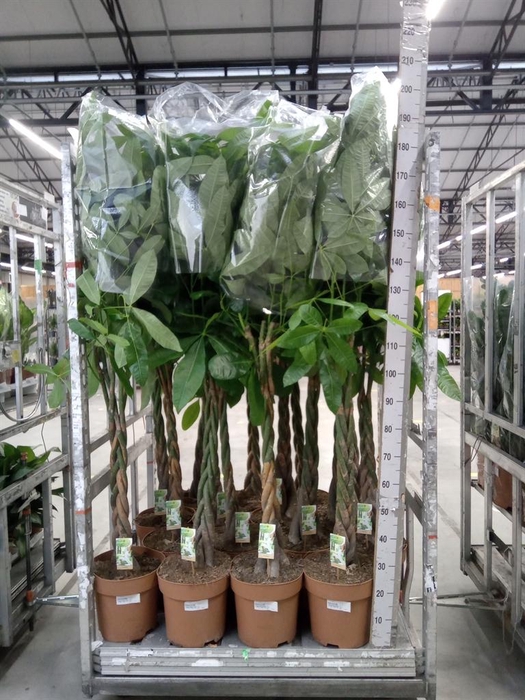 <h4>Pachira aquatica</h4>