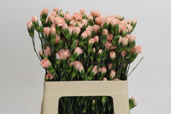 <h4>Dianthus Tr Hamada</h4>