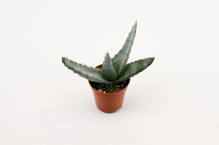 <h4>Aloë Peclere</h4>