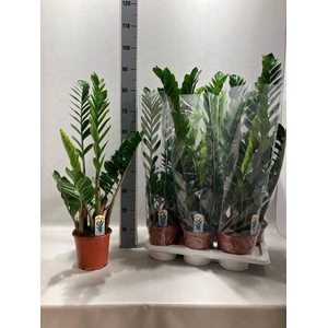 ZAMIO ZAMIIFOLIA