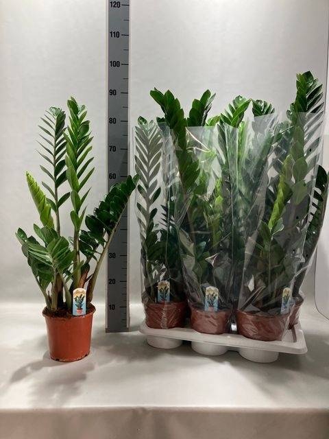 <h4>ZAMIO ZAMIIFOLIA</h4>