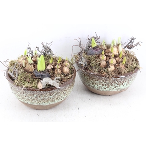 arr4 Bollenmix MB - Luxe bolpotje 285/5