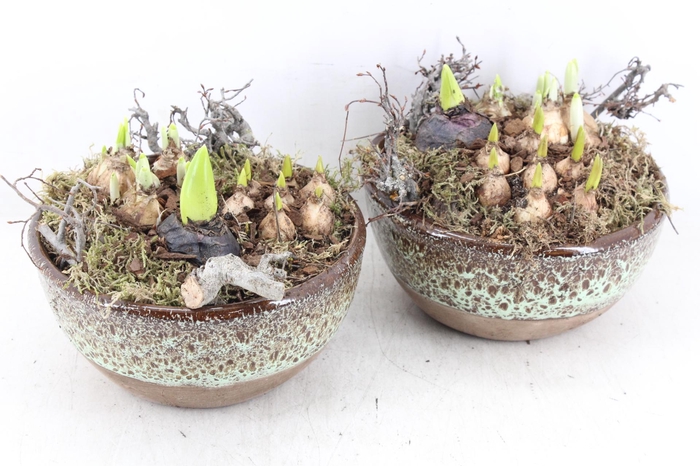 <h4>arr4 Bollenmix MB - Luxe bolpotje 285/5</h4>