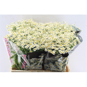 Tanacetum Single Vegmo