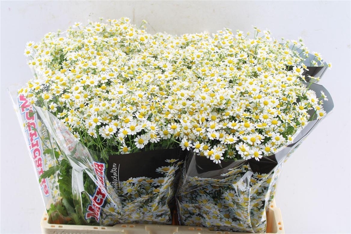 <h4>Tanacetum Single Vegmo</h4>