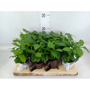 Coffea arabica