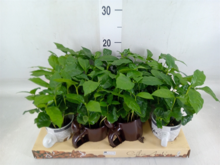 <h4>Coffea arabica</h4>