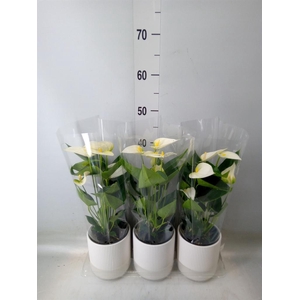 Anthurium  'Karma White'