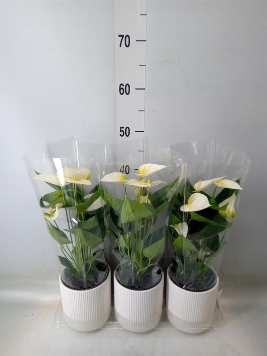 <h4>Anthurium 'Karma White'</h4>