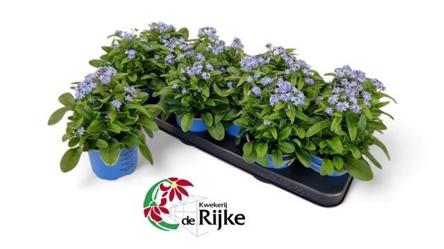 <h4>MYOS SY MON AMIE</h4>