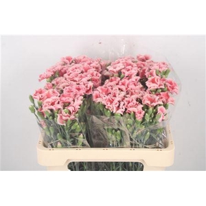 Di Symply Salmon Rose