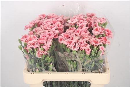 <h4>Di Symply Salmon Rose</h4>