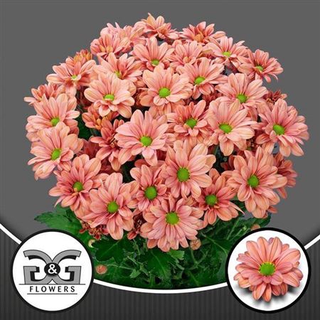<h4>Chrysanthemum (Indicum Grp) tros Summer Love</h4>